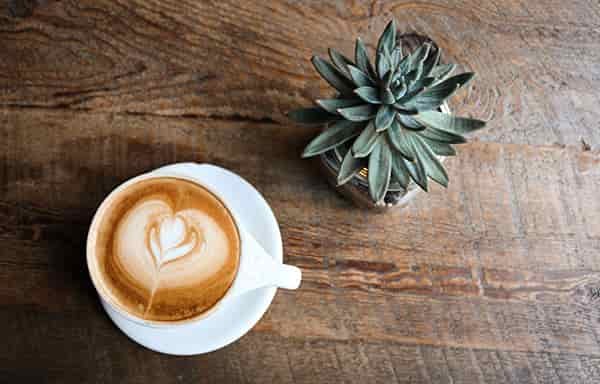 coffee plant