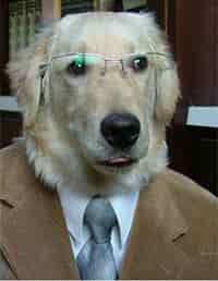 dog in suit