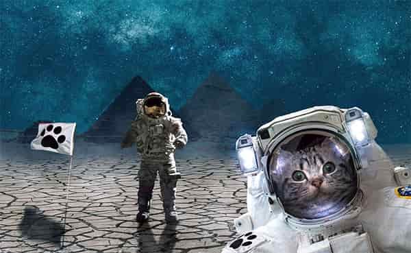 fantasy cat