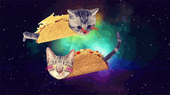 laser cats gif