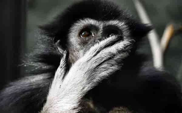 monkey shock