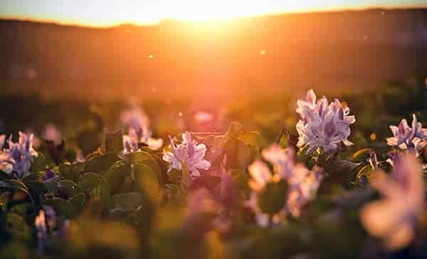 sunshine flowers