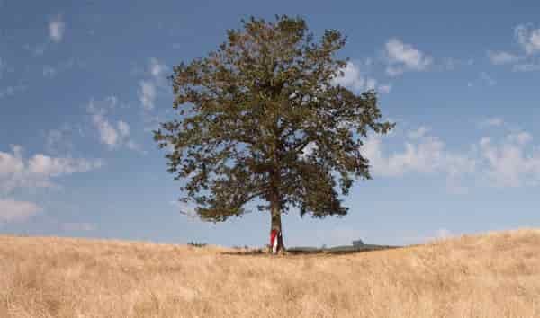 wise old tree